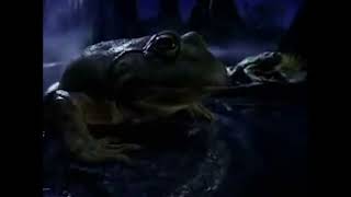 BUDWEISER Frogs Super Bowl Best Beer Ads of All Time [upl. by Riesman]