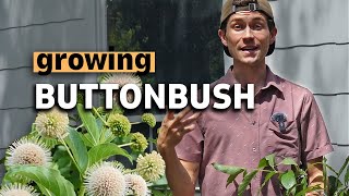 The Complete Guide to Buttonbush Cephalanthus occidentalis  Texas Native Plant🌾 [upl. by Osman]