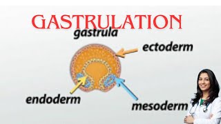 Gastrulation germ layer subOBG explanation by chandni maam [upl. by Sirovaj229]