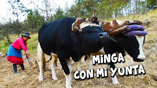 Un día de MINGA con mi YUNTA para el huasipungo [upl. by Mcnalley305]