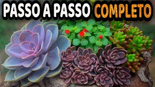 Tudo Sobre Suculentas Como Plantar e Cultivar Suculentas [upl. by Artinahs821]