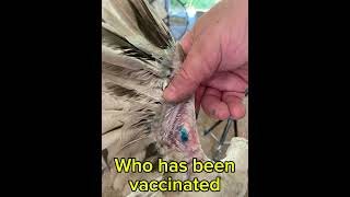 Vaccinating for Fowl Pox cluckerbooks vaccine fowls chicken chickenhealth birds [upl. by Rus]