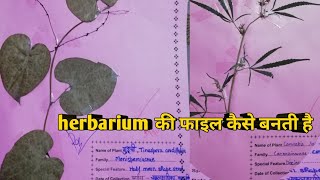 thesehat herbarium dekho herbarium file kaise banti hai [upl. by Sucramed]