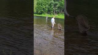 Atlantic Salmon catch and release Miramichi River [upl. by Perlis]