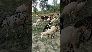 goat land Boht acha Business ha [upl. by Bradski]