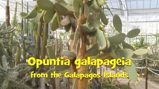 Opuntia galapageia Rare opuntia species [upl. by Koerner]