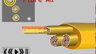 Les 4 types de fibres contenues dans un nerf [upl. by Sadick565]