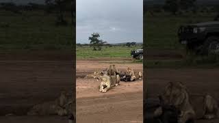 Watch the Dramatic Moment Lions Divide Their Prey [upl. by Josler630]