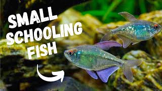 Best SMALL Schooling Fish  TOP 7 [upl. by Oranneg615]