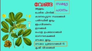 വേങ്ങ Venga pterocarpus marsupium Indian kino tree Malabar kino Gummy Kino Fabaceae [upl. by Haila897]