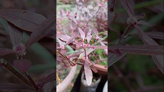 Red carpet weed plant  alternanthera sessilis red herbalmedicine short [upl. by Schriever]