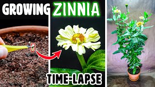 Zinnia Flower Growing From Seed to Blooms 70 Days Time Lapse [upl. by Moneta984]