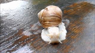 Eine Weinbergschnecke macht sich auf die Reise [upl. by Ob]