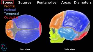 Fetal skull illustrated [upl. by Nylzaj]