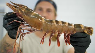 The Biggest Shrimp Ive Ever Seen [upl. by Niotna]