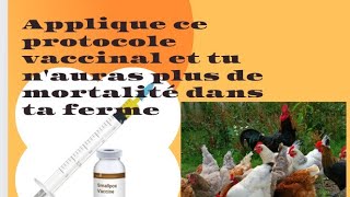 Prophylaxie vaccinal poulets locaux pures locaux améliorés bleue dhollandes et coquelets [upl. by Ydnih]