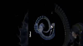 Deep Sea 2 Worms Polychaete dakrouri shorts [upl. by Amada]