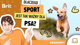 RADZIMY Jak zacząć przygodę z psimi sportami  Brit Polska [upl. by Eiram]