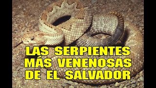 Las serpientes más venenosas de El Salvador  Salvadoreñísimo [upl. by Sine312]