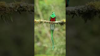 Absolutely amazing Resplendent Quetzal 😍 [upl. by Otrebliw]