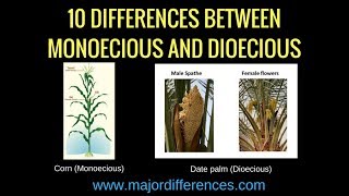 Difference between Bisexual Monoecious and Dioecious 🌺🌽 Plant Science biologyexams4u [upl. by Naashar]