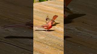 Cardinal Bird Ruby amp His Young cardinalbird birdwatchingjoy mybackyardbirding birders [upl. by Ane621]