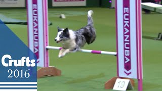 Agility  Championship Final  Crufts 2016 [upl. by Siana318]