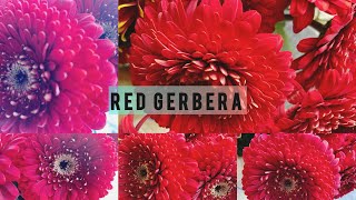 Watch these gorgeous red gerbera jamesonii flowers bloom 🌸🌺 2024 [upl. by Annaej183]