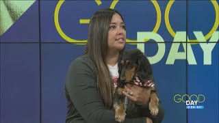 Rescue in the 419 Find your forever pet  Good Day on WTOL 11 [upl. by Yecram]