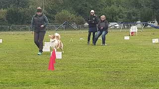 Holly Rally Obedience Beginner quotVquot 100 Punkte 1 Platz 061024 Gengenbach [upl. by Gomar]