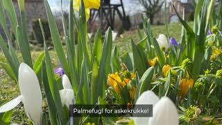 Tag det sorte kors fra graven  Sankt Nicolai Kirke Kolding [upl. by Ecnedac]