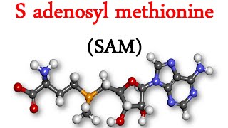 S adenosyl methionine SAM [upl. by Caldera]