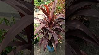 Cordyline Fruticosa Ti plantleafplant cordylinefruticosa tiplant beautifulleafplant garden [upl. by Vivien]