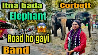 Hathi ne kiya rasta band😱 हाथी ने किया रास्ता बंद जिम कॉर्बेट jimcorbett dailyvlog uttarakhand [upl. by Assirehc]