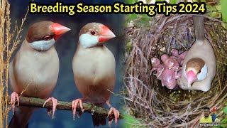 Fawn Java sparrow breeding season preparation tips 2024  Java sparrow breeding tips  Java Bird [upl. by Valentijn503]