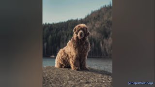 Newfoundland Dogs being the funniest and cutest dogs for 5 minutes straight [upl. by Steve794]