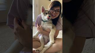 Doggos and hoomans go together dog dogs doglover cute pets funny funnyvideo bff shorts [upl. by Llerrah298]