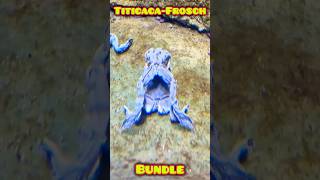 Titicaca Frosch Bundle love falten frog [upl. by Ahsemit670]