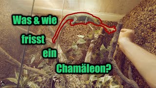 Futtertiere und füttern vom CHAMÄLEON  Chamäleon Basics [upl. by Maleeny]