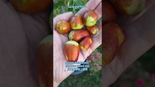 Jujubee fruit harvest from our potted tree从盆栽枣树上摘枣youtubeshorts gardening [upl. by Adamok]