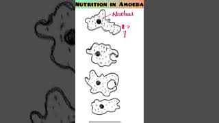 Nutrition Of Amoeba viral trending shortsvideo ytshorts biology ScienceByDeeba [upl. by Asiluj]