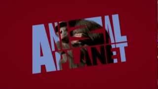 Animal Planet Cortinilla Chimpancé [upl. by Wells]