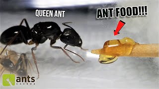 Giving a NEW amp HUNGRY ANT COLONY Its First Meal Ever HeartWarming REACTION [upl. by Tterb]