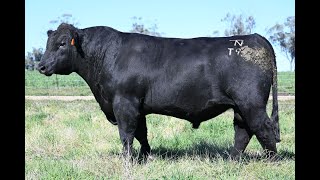 MNT22T9  Lot 11 Thornleigh Northtor Bull Sale 12 July 2024 [upl. by Reinhart552]