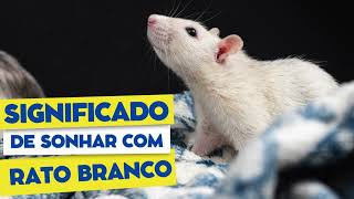 Significado de Sonhar com Rato branco [upl. by Anaeirb313]