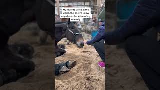 The healing power of Allys heart takes these horses home ohkaytacos horserescue [upl. by Navonod]