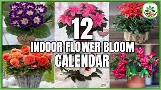 12 Indoor Flower Plants That Bloom According to 12 Months  Flower Bloom Calendar PlantandPlanting [upl. by Eutnoj937]