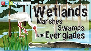 Wetlands Marshes Swamps and Everglades [upl. by Bar]