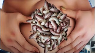 Animated abdominal care with techniqueASMR larvae removal quotYou will feel relaxed [upl. by Umberto]