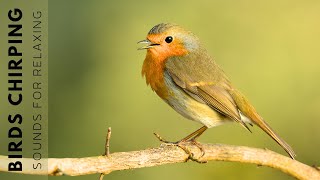 Birds Singing  11 Hour Bird Sounds Relaxation Soothing Nature Sounds Birds Chirping [upl. by Nauwaj]